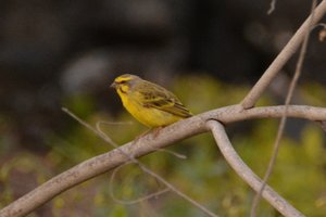 YELLOW-FRONTED CANARY