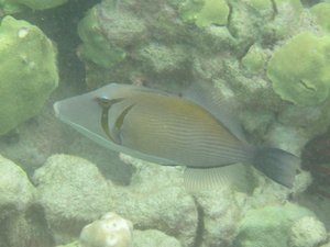 Scythe triggerfish