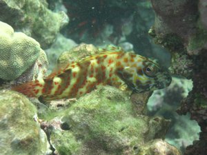 spotted coral blenny
