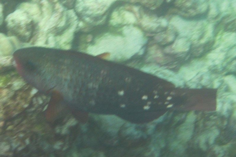 Bullethead parrotfish female