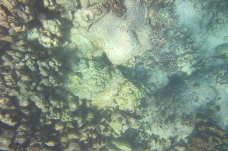 Petroglyph corals