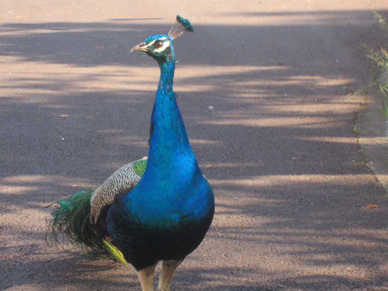 z A peacock  in park