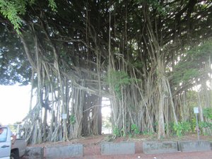 Banyan trees in Hilo