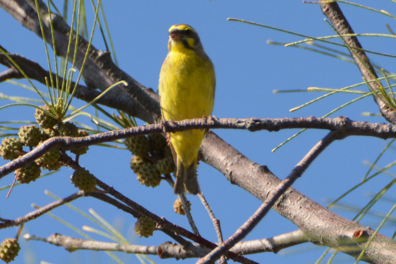 2 yellow-faced canary