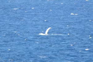 Maui Whales