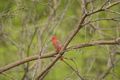 the ubiquitous Cardinal sings loudy
