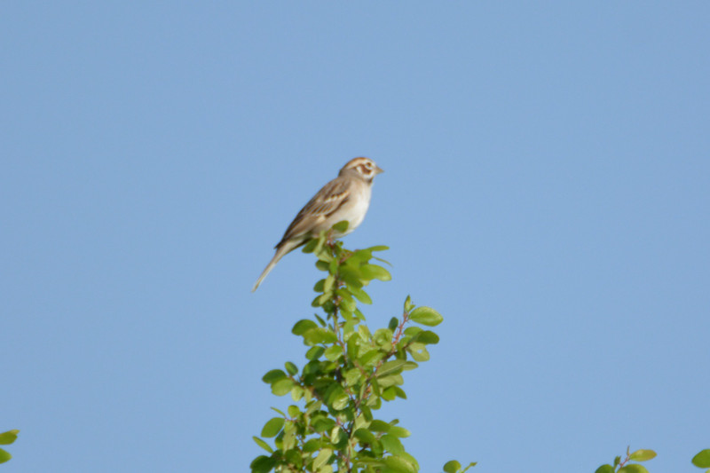 New lark sparrow