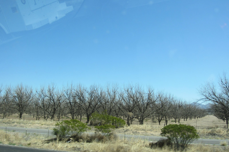 Miles and miles of pecan trees