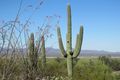 2 Saguaro cacti