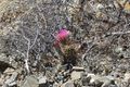 6 Flowering cactus