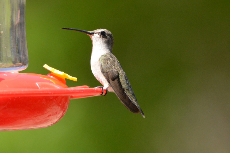 1 Black-chinned hummer female