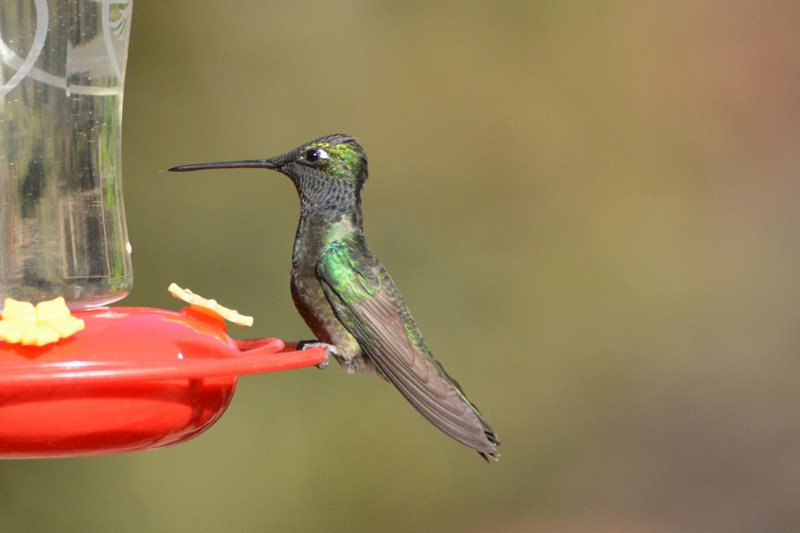 1 Rivolis hummingbird