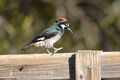 1 Acorn Woodpecker Male