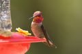 1 Annas Hummingbird