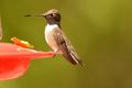1 Black-chinned hummer male