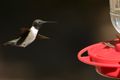 1 Black-chinned humming bird male