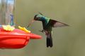 1 Broad-billed hummingbird male