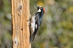 1 Acorn Woodpecker female