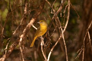 Hepatic tanager female