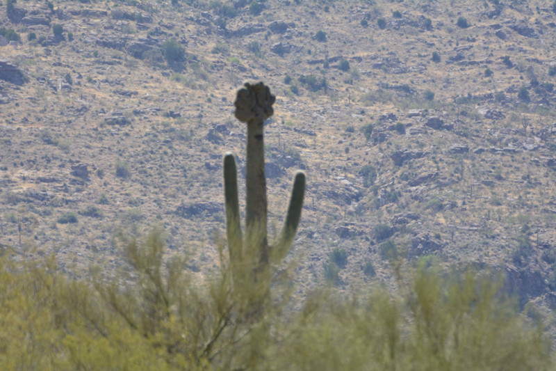 Fasciated Saguaro Cactus