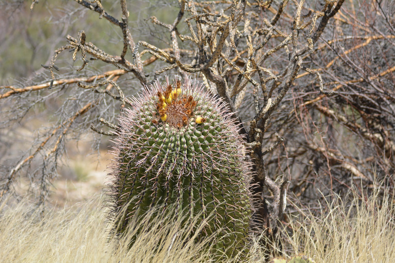 Fishhook Cactus