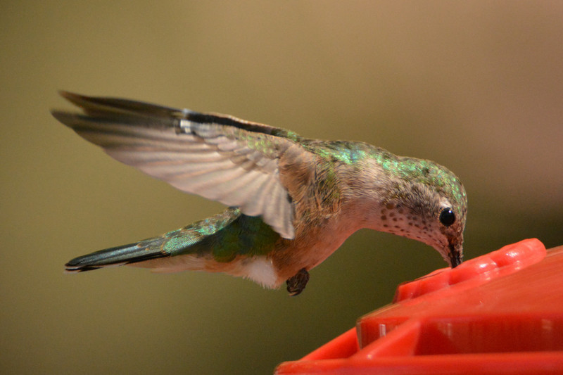 2 Broad-tailed humming bird