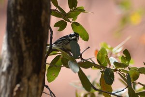 BLACK THROATED GRAY WARBLER