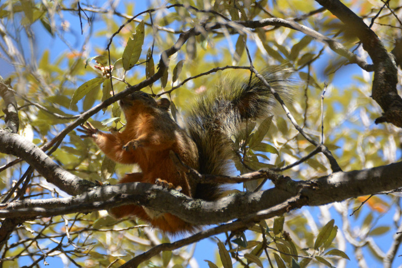 Chiricahuan Fox Squirrel