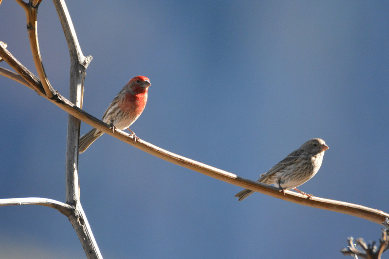 House finches sing so beautifully
