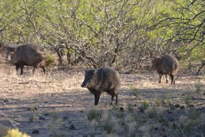 Morning visit from our friendly Javalinas