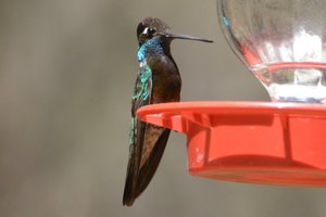 Rivoli formelry called Magnicent Hummingbird