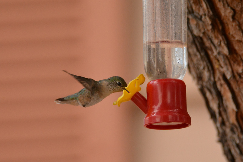 Calliope Hummingbird can't perch
