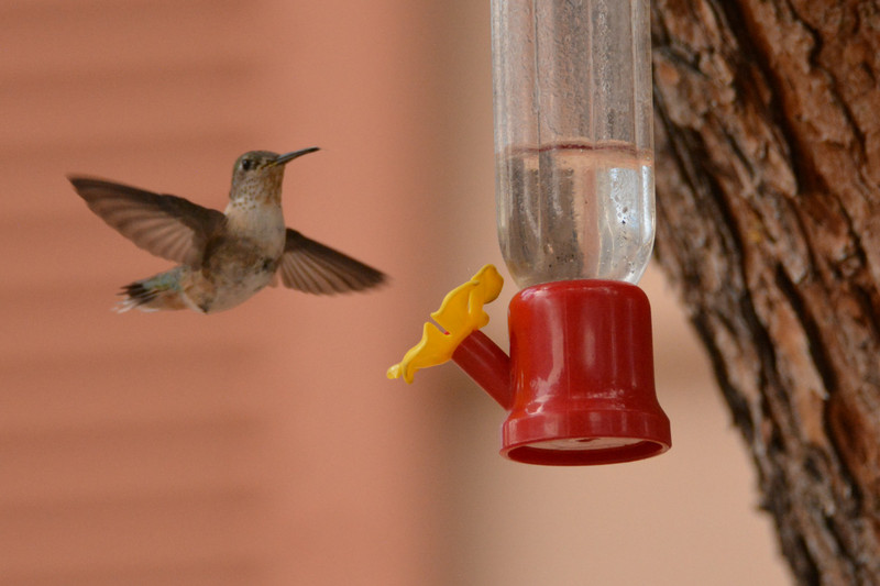 Calliope Hummingbird coming in for a drink