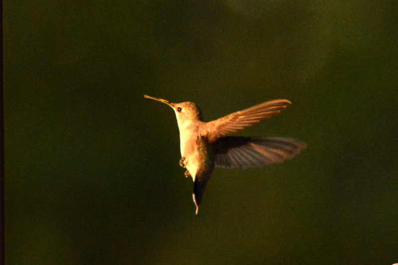 Hummingbird in reverse