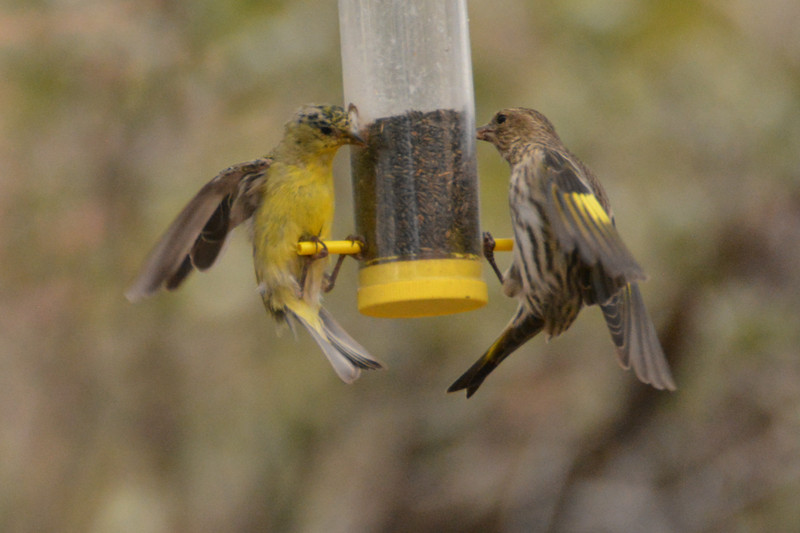 Lesser goldfinch and Pine Siskin dancing