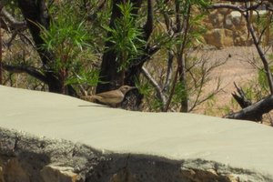 A new bird too - a rock wren