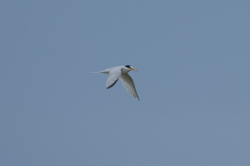 14 Lesser tern ready to dive