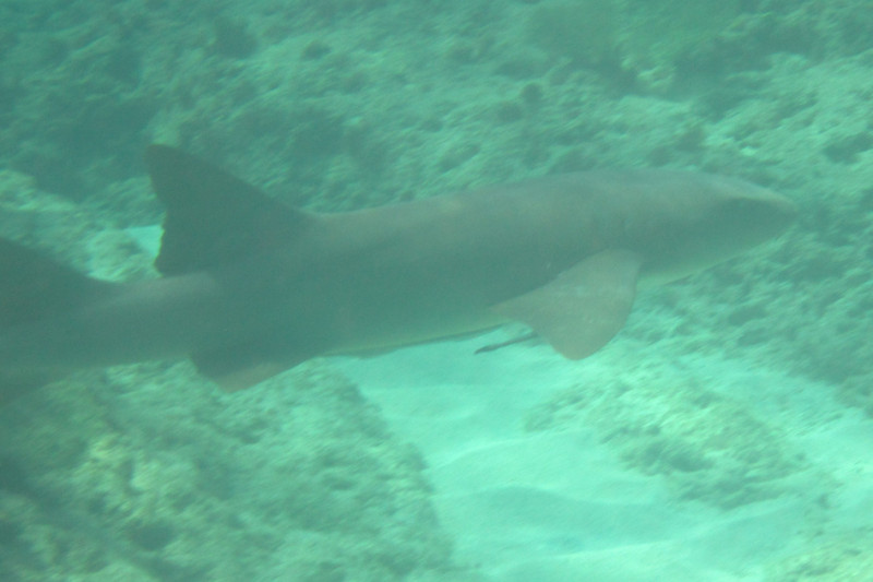 3 Nurse shark