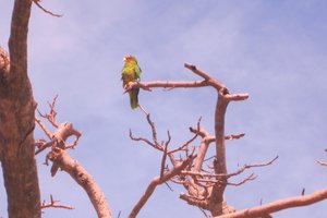 1 Cuban parrot