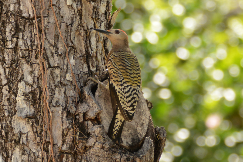 13 new West Indian Woodpecker