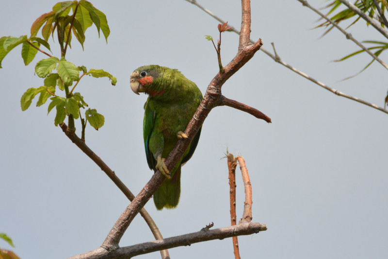 14 Cuban parrots