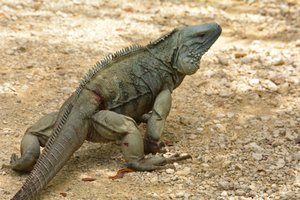 Blue Iguana wounded in battle!