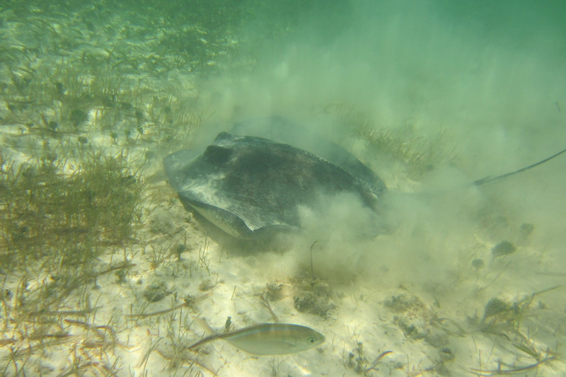 Large Stingray feeding in the shallows