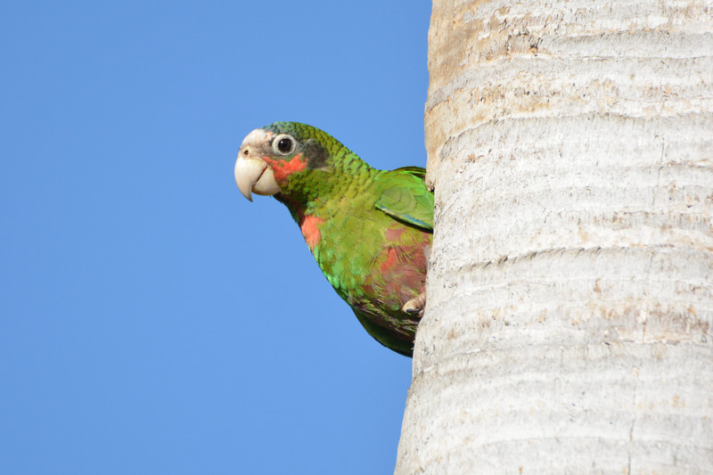 Cuban Parrot Peeking