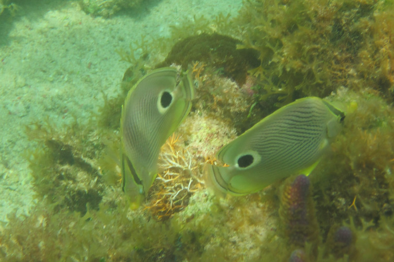Four-eye Butterflyfish