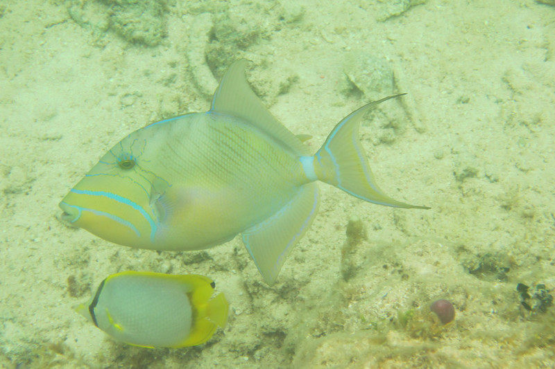 Queen Triggerfish and Spotfin Butterflyfish