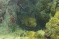 Porcupinefish hiding