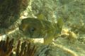 Friendly Porcupinefish