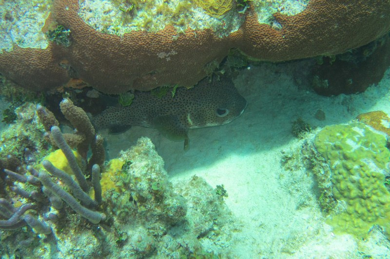Porcupinefish trying to hide