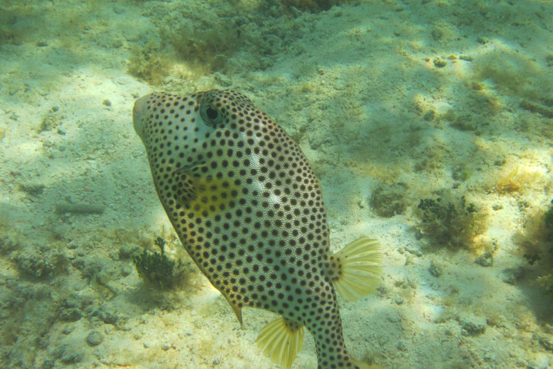 3 spotted trunkfish